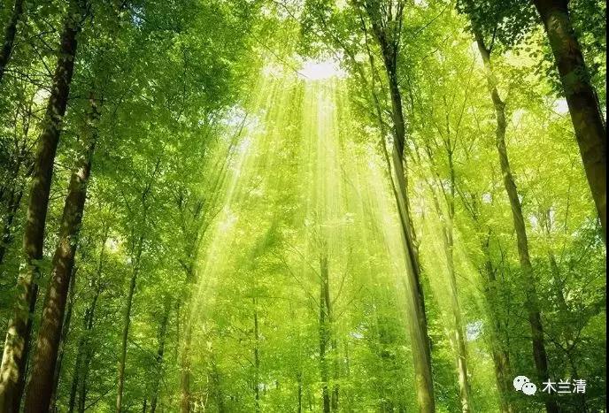 為何自然除醛的環(huán)保裝飾材料才會(huì)成為消費(fèi)者的必然選擇？